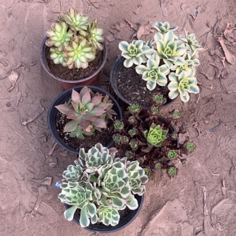 121多肉植物组合，
