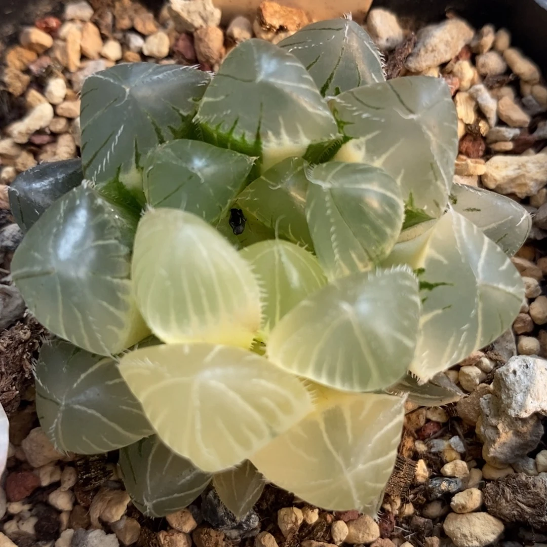 53三角巨赤玉露锦一物一拍