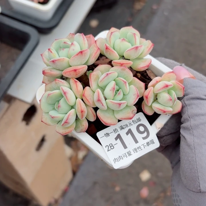 白底香草无盆土发货多