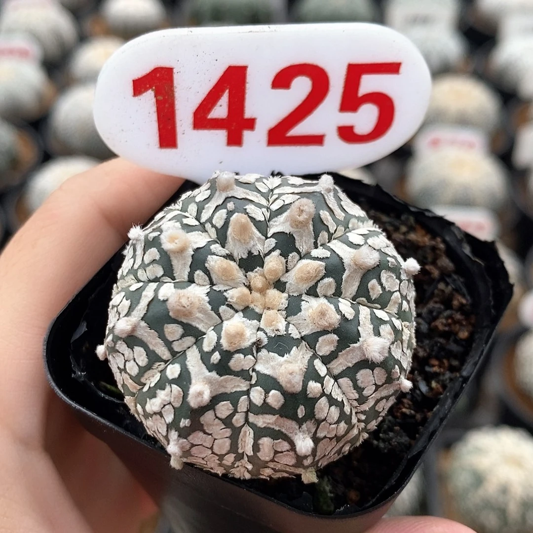 1425v兜系列福利来啦