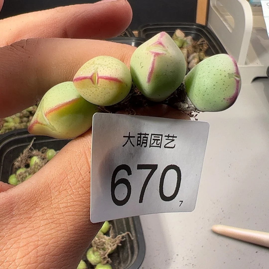 0000670 一物一拍……