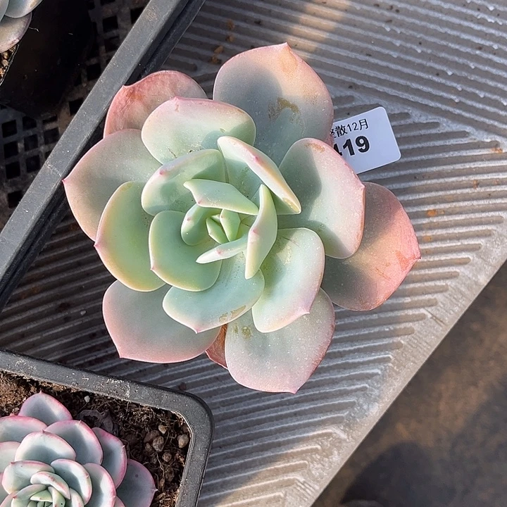 阿雅园艺。        3419凤橙