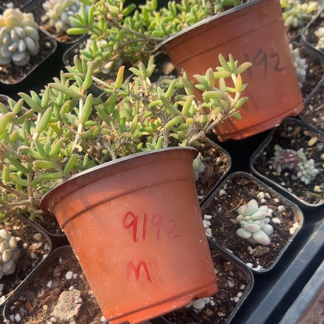 M***-枝干玉米大盆两个