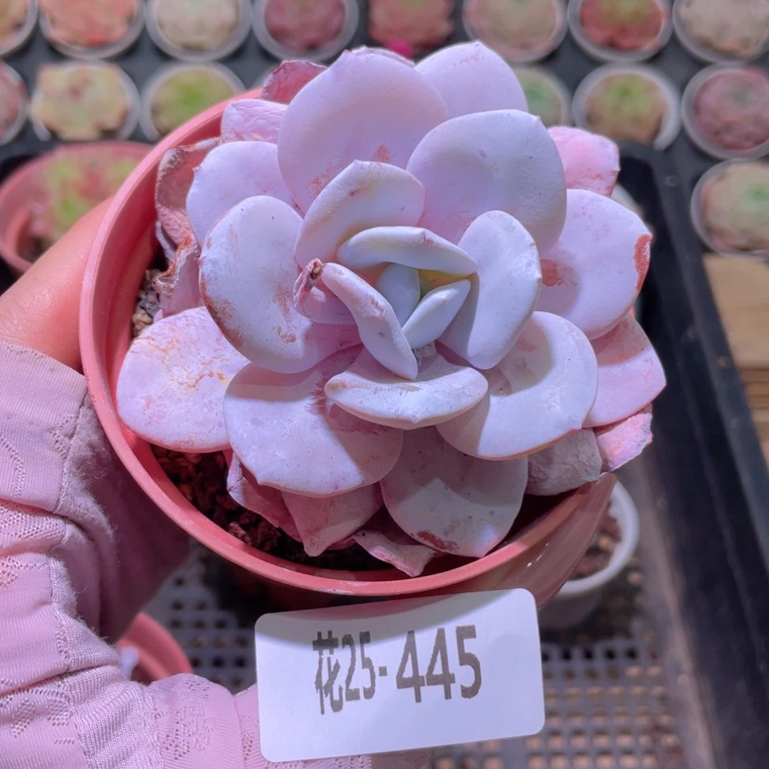 花利美25-445粉雪莲