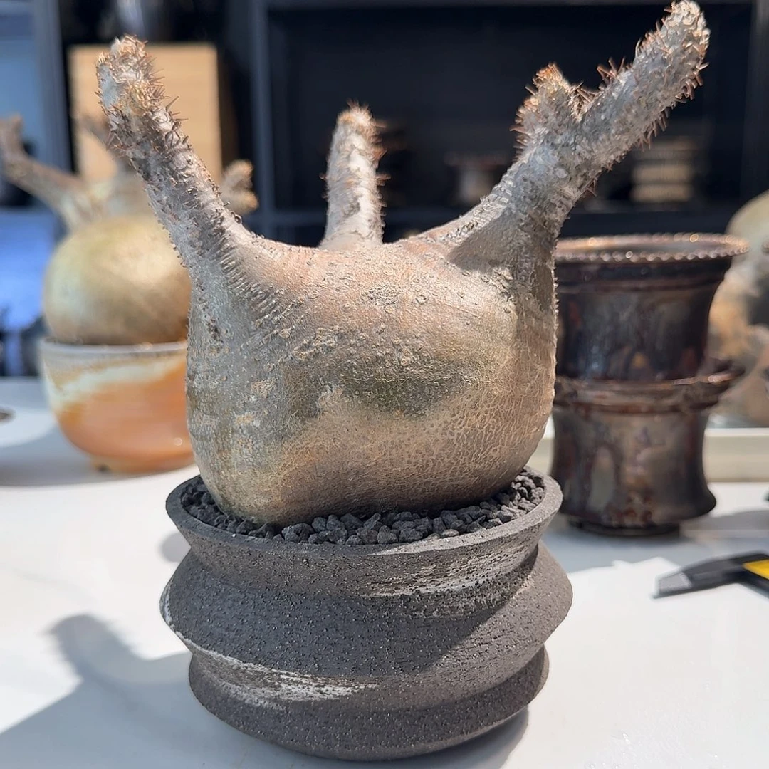 宫10cm+不带盆啊啊啊啊