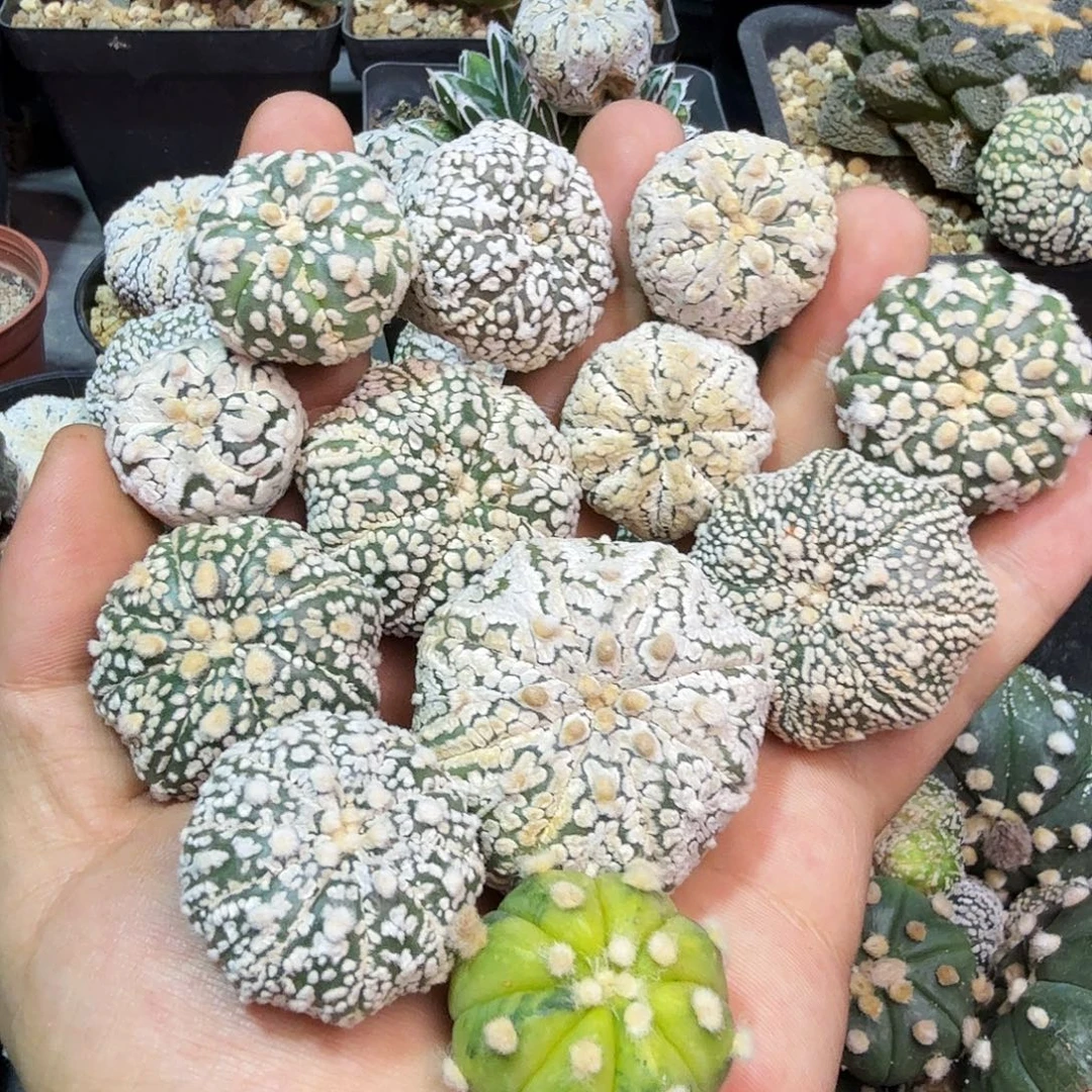 @****多肉植物多肉植物