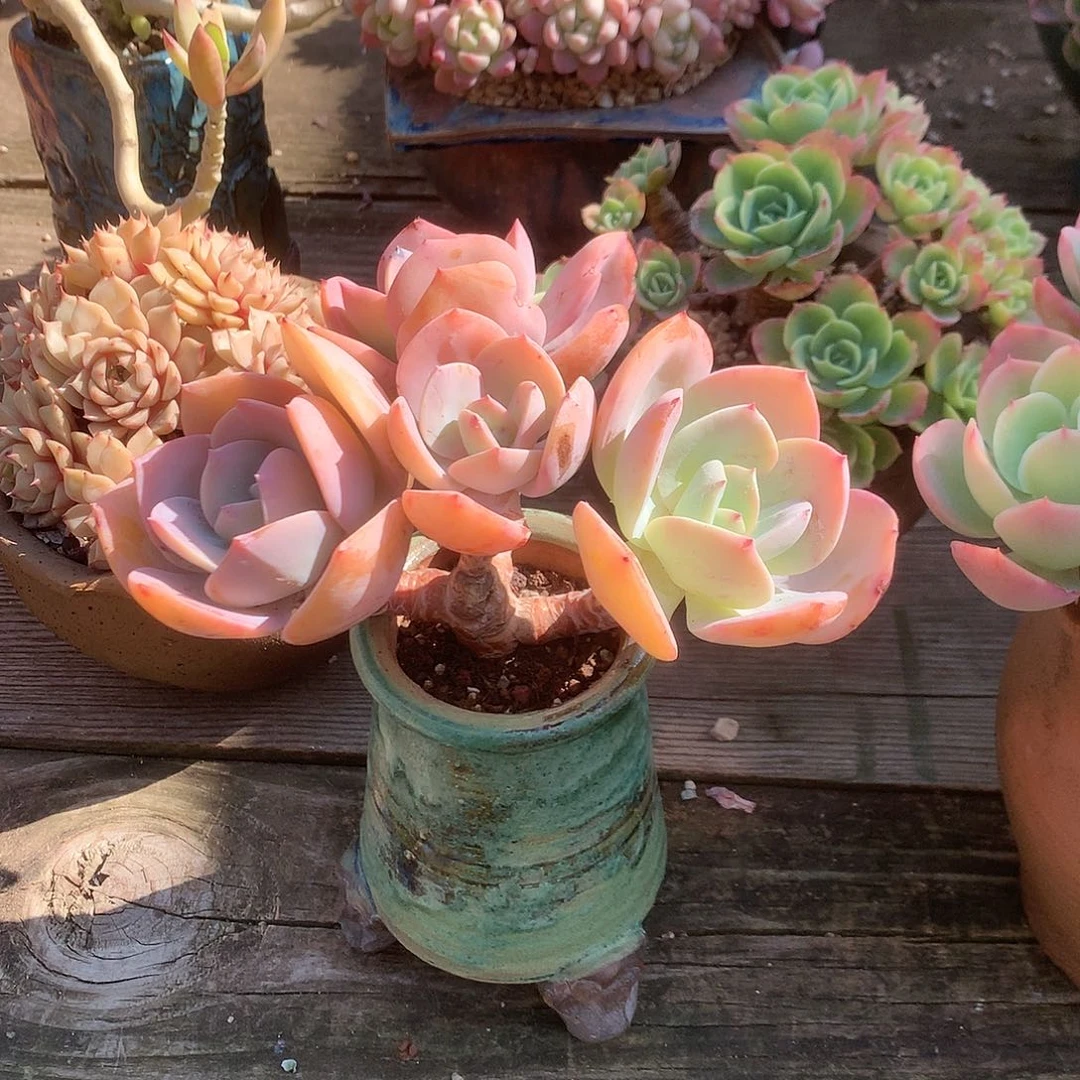 @****~凤多肉植物脱土