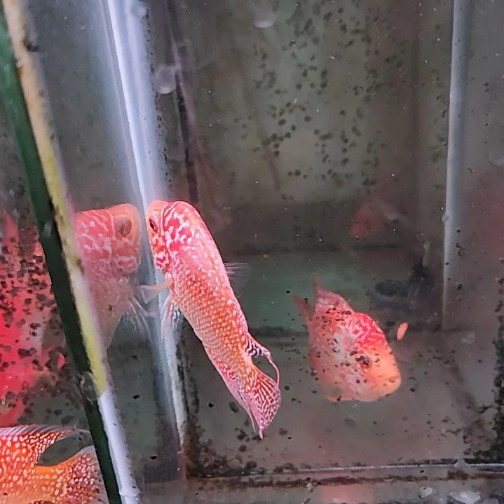 罗汉鱼二楼鱼！！！！！