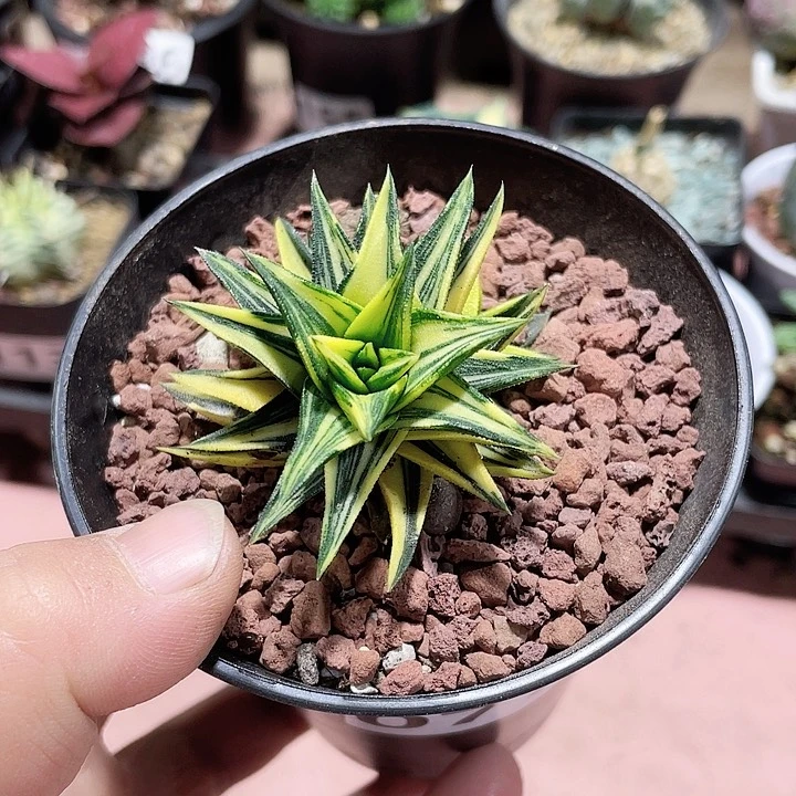 077象牙塔自然锦