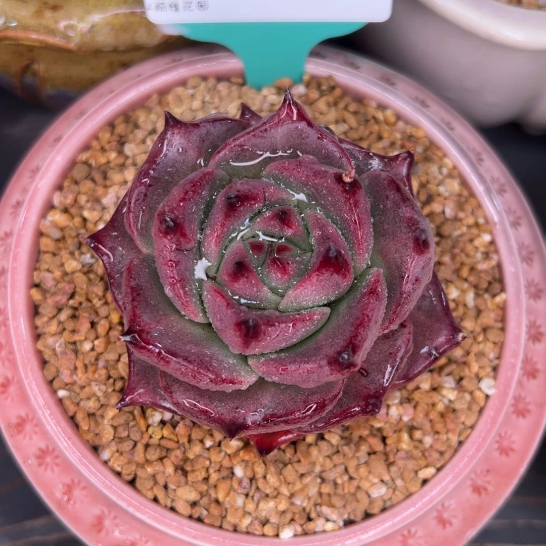 从前慢多肉精选编号0210.179