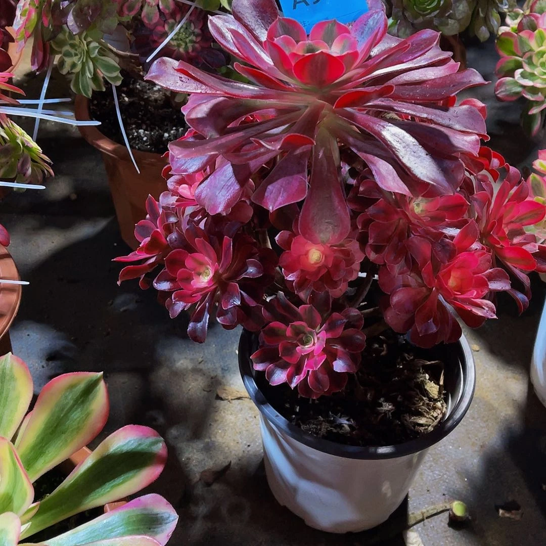 美杜莎990拖土法师