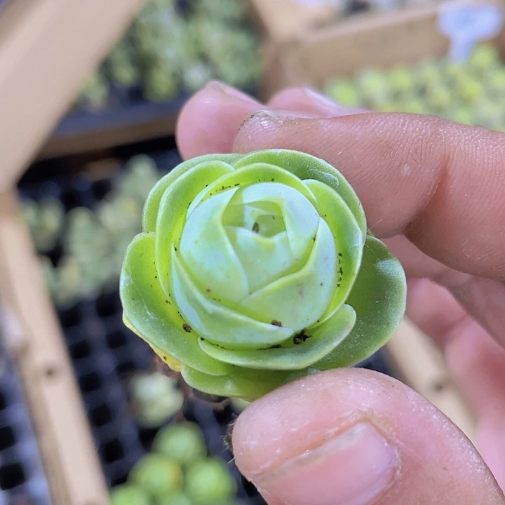 102鸡蛋玫瑰精品多肉