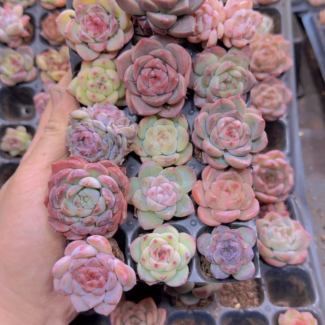 163多肉植物一物一拍链接