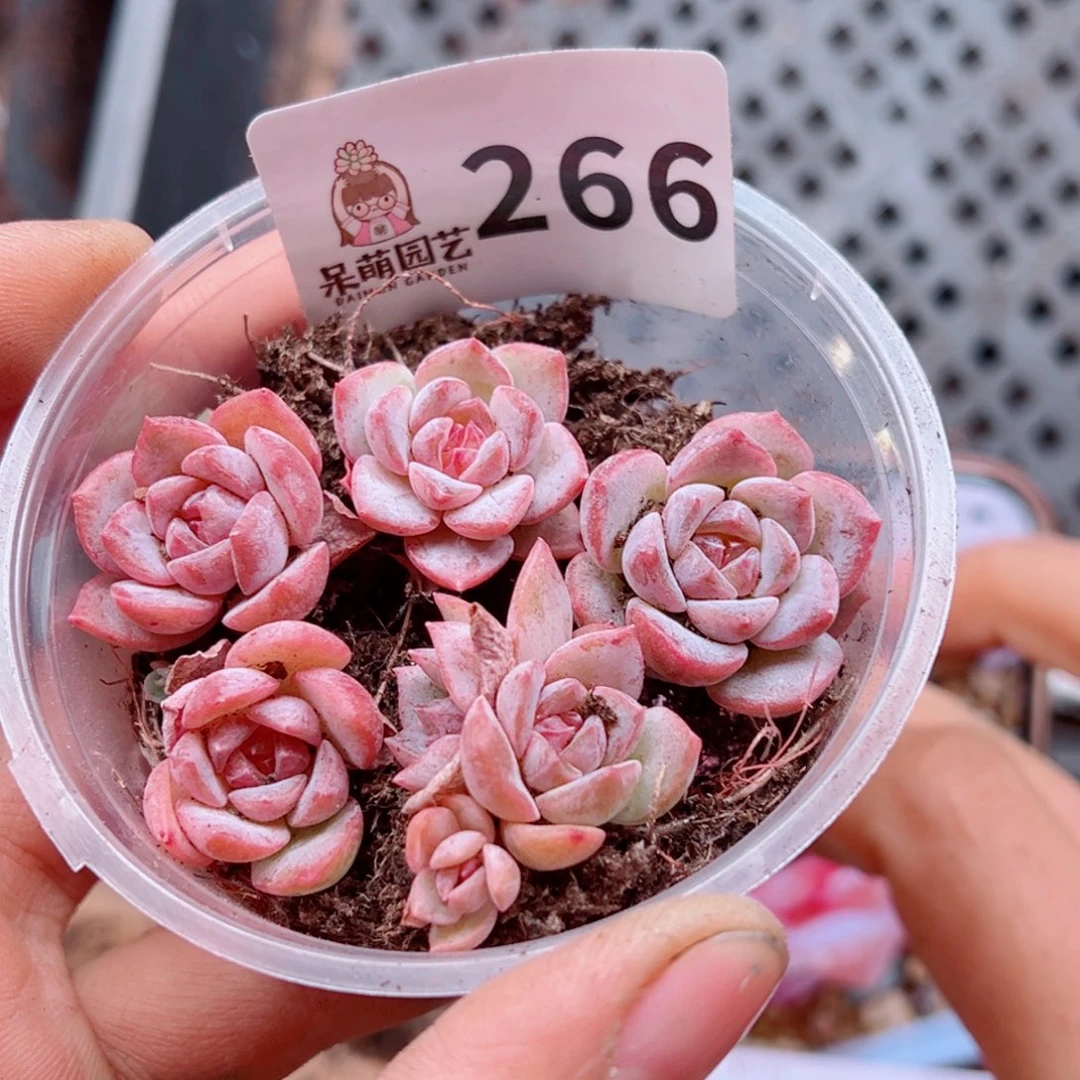 多肉植物多肉植物