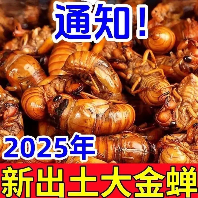 【头茬新货】山东野生大号非即食爬叉知了