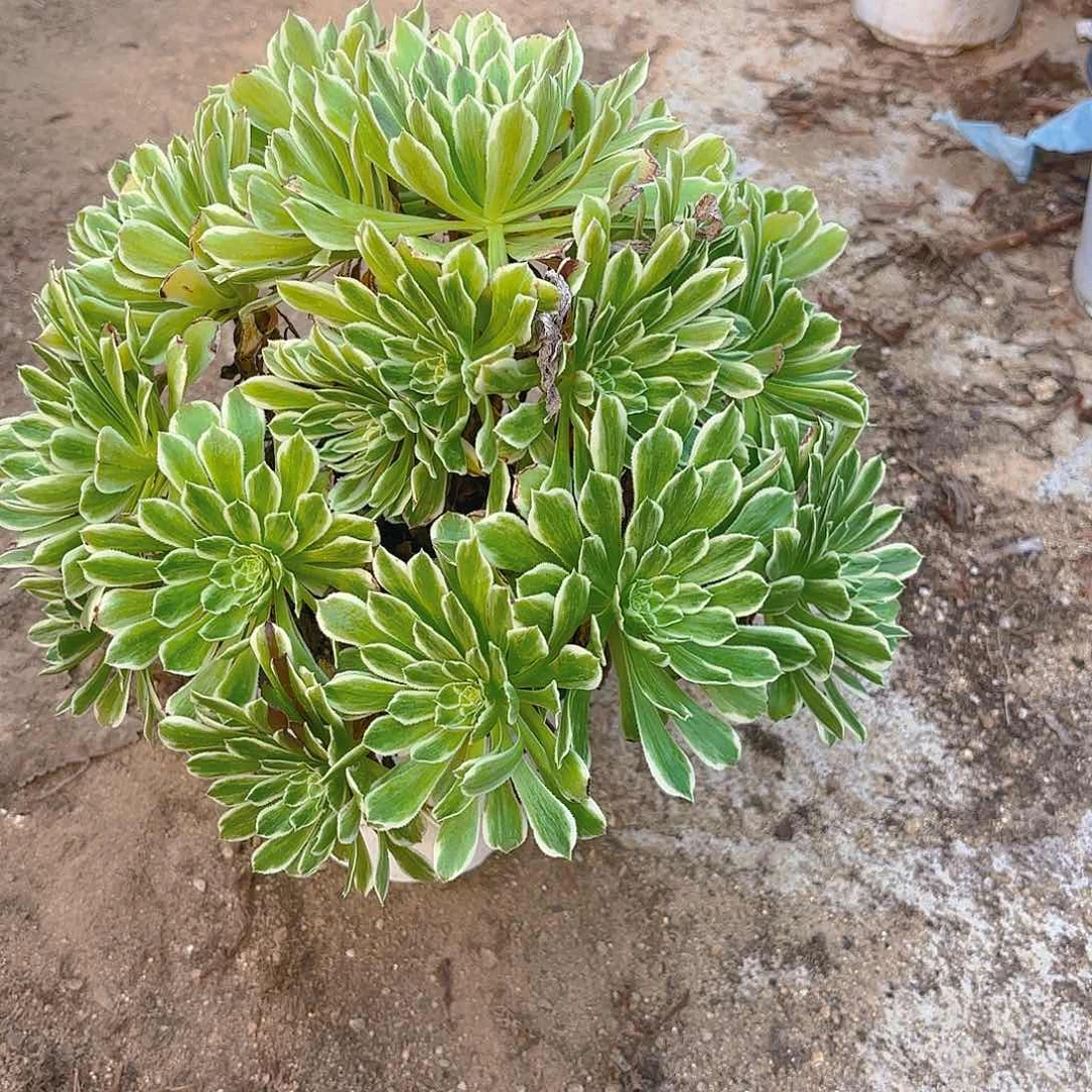 碧浪多肉植物老庄