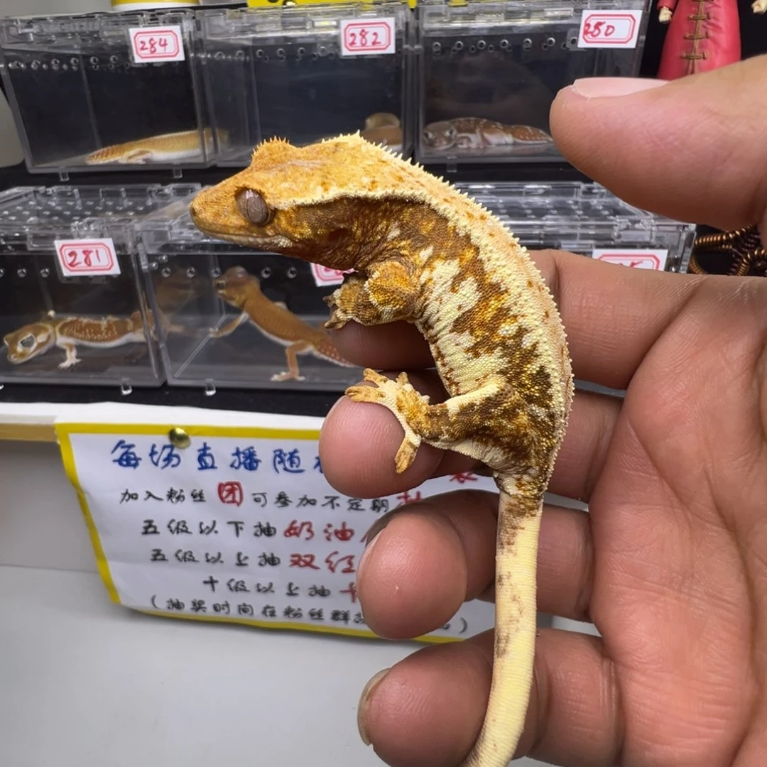 睫角守宫暗红底橙纹三色莉莉