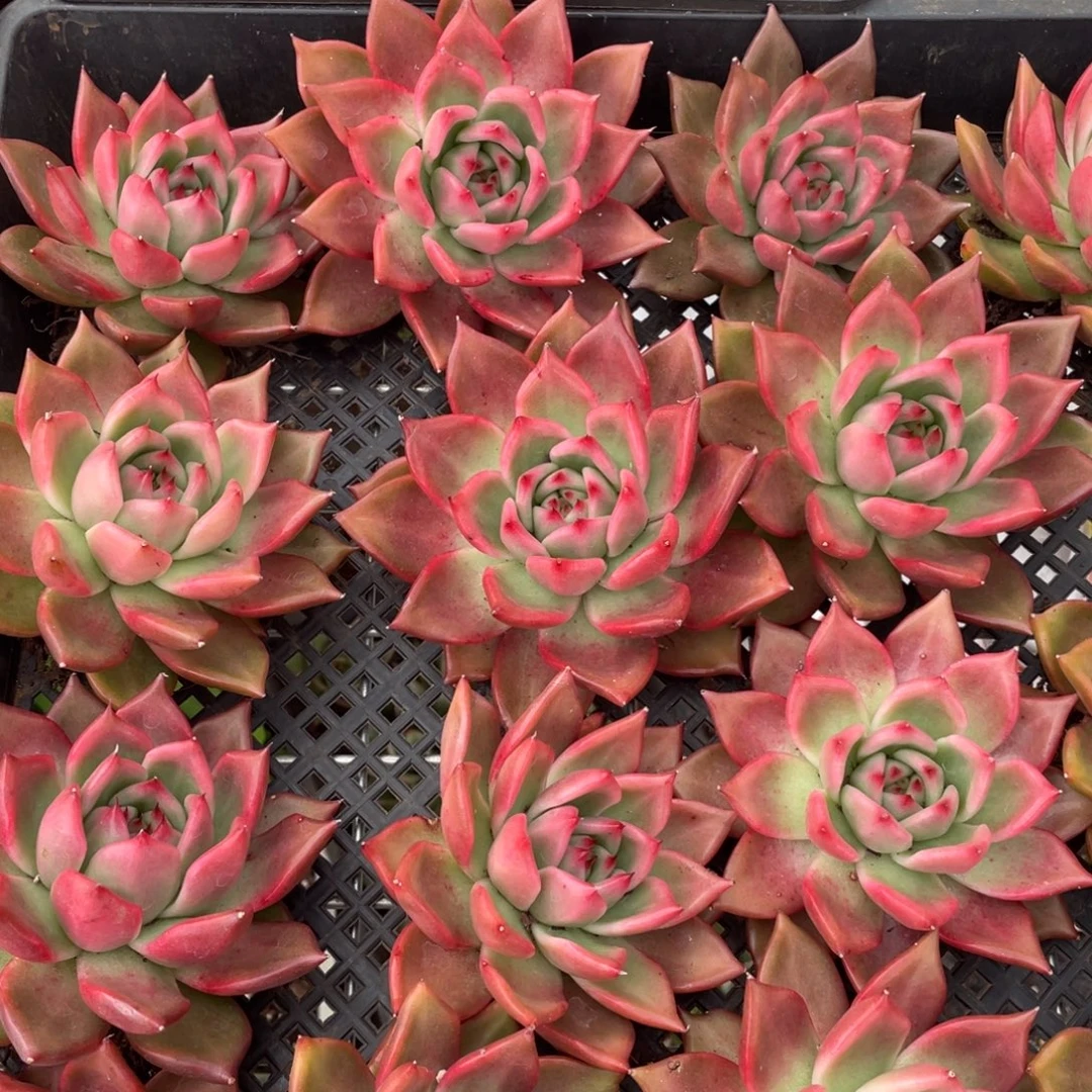 多肉植物多肉植物2608两颗