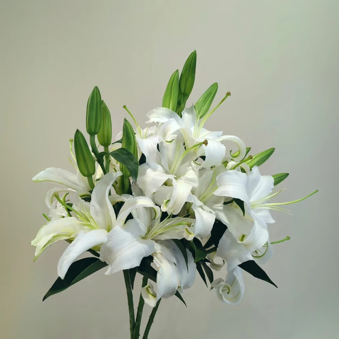 【花之洲】精选A级-西伯利亚百合  全店任意两单顺丰包邮