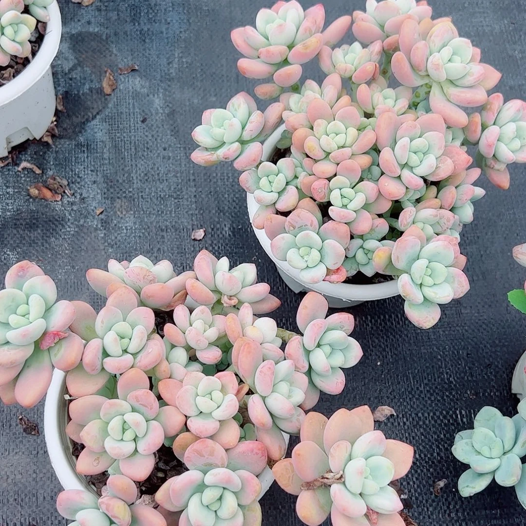 红洛神整装整群精品
