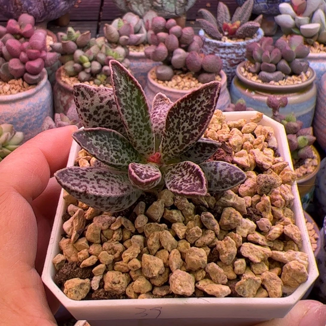 笨****白孔雀。