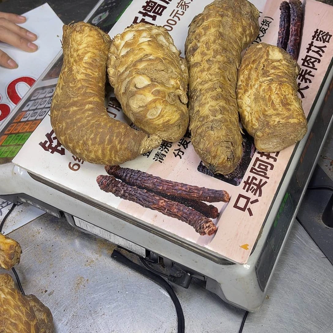 中国大陆2.4斤4个老根