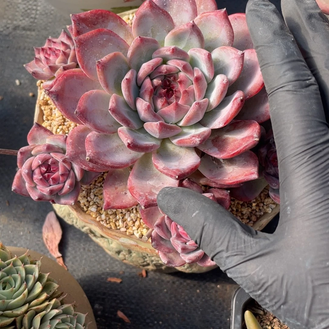 弥鹿之森一物一拍