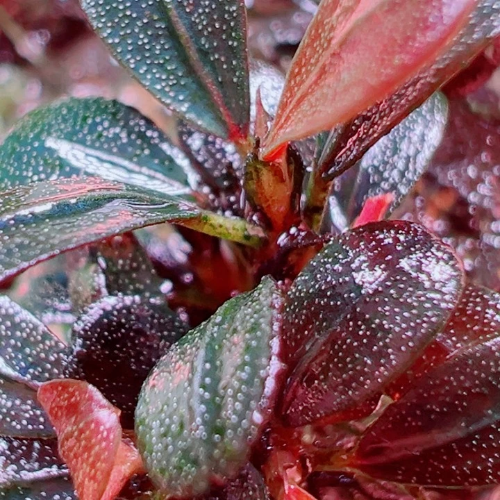 福利36号福利植物一头