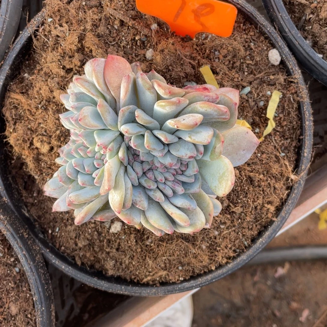 78号星影缀化多头