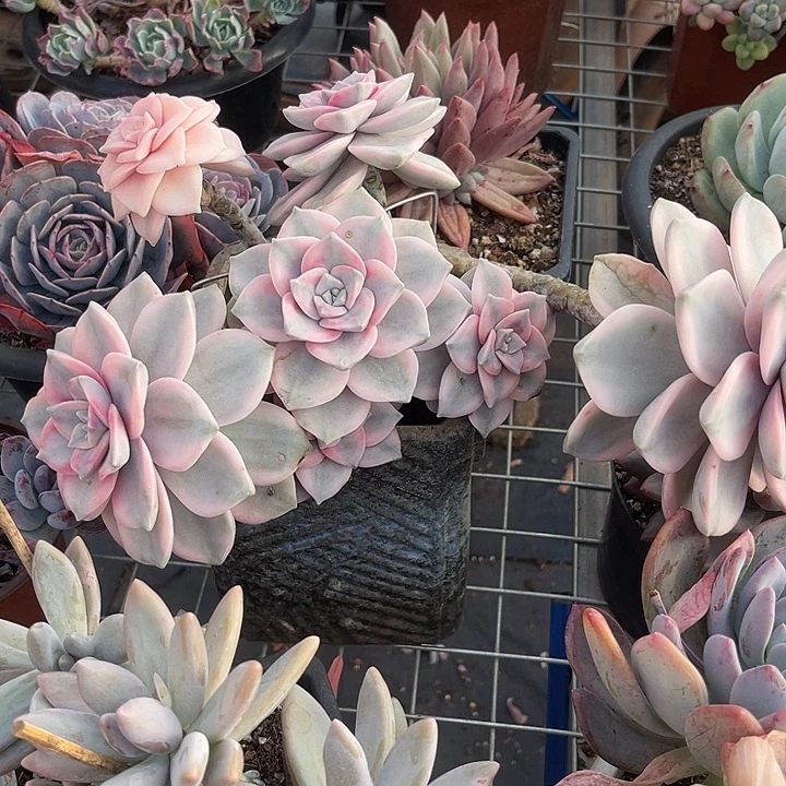 两单包邮，一物一拍紫乐锦