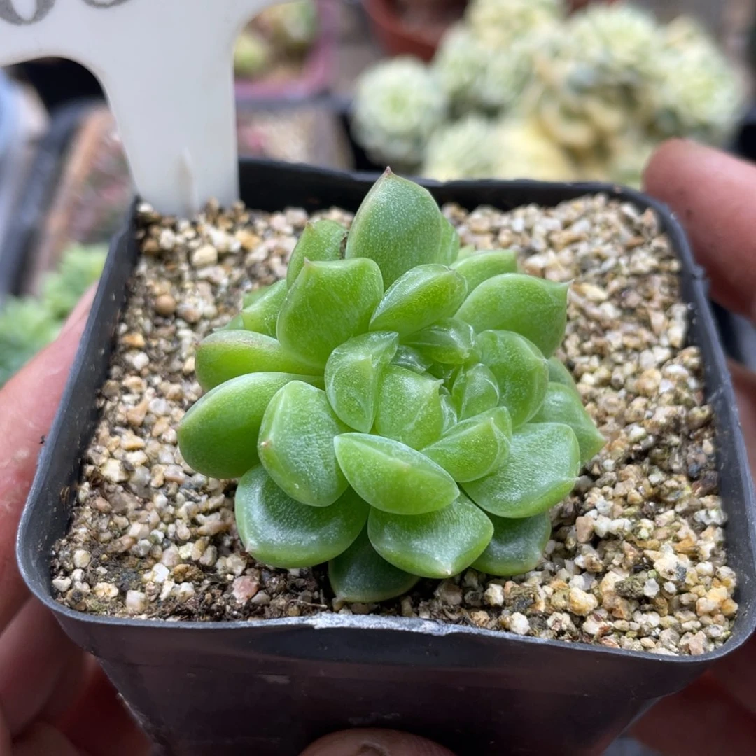 0506泼天富贵不带盆5厘米