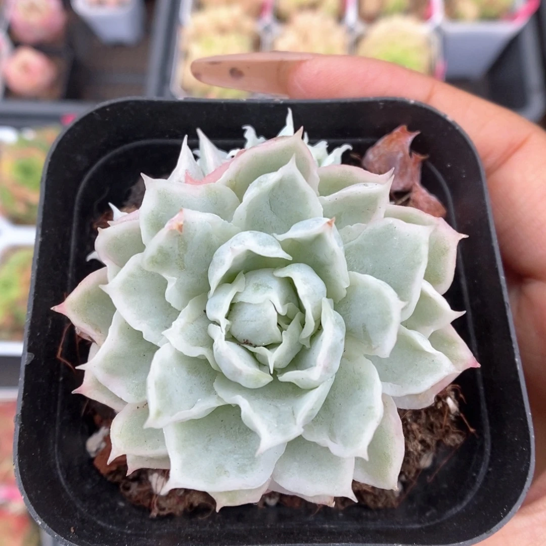 白蝴蝶锦492号