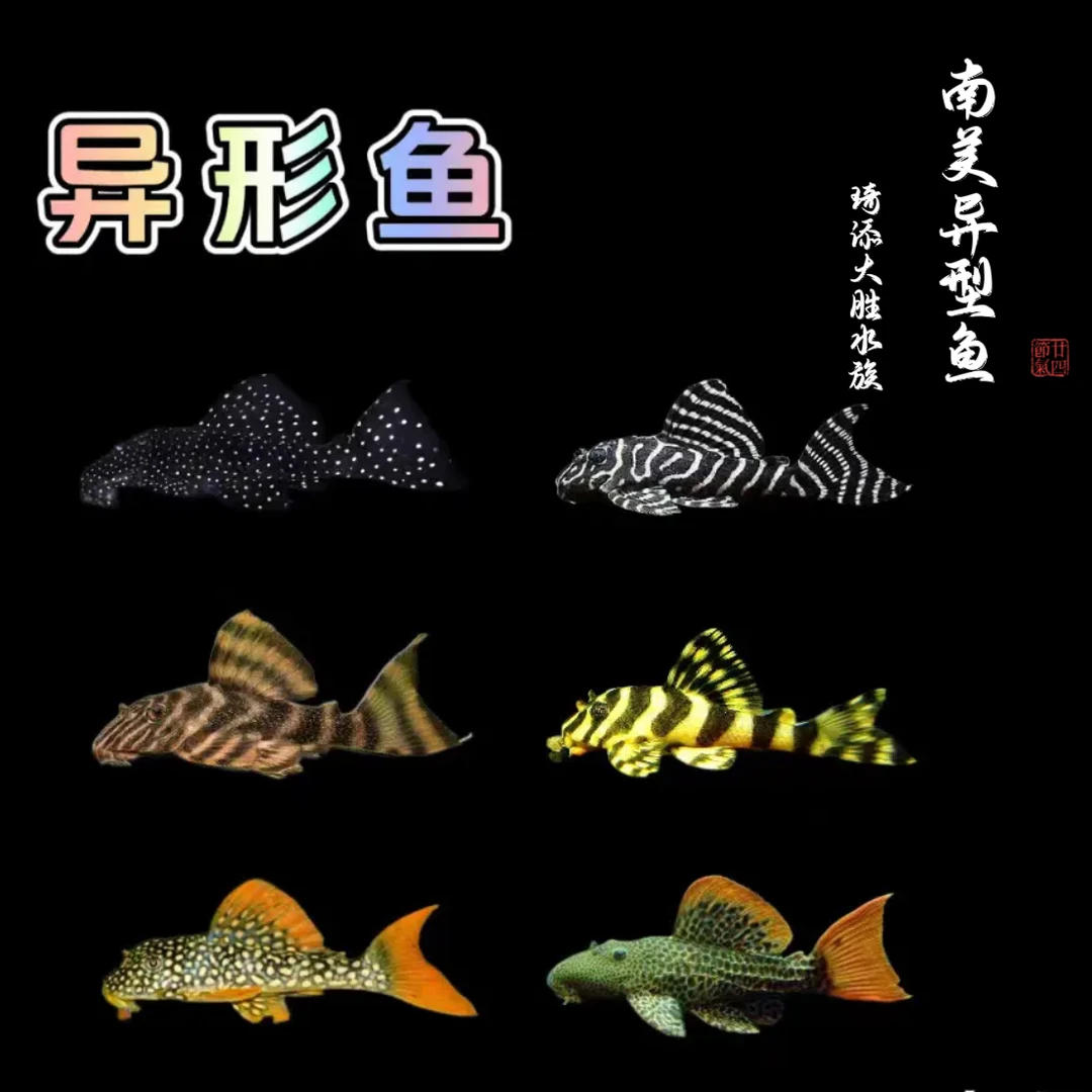 超萌好物琦添大胜 绿巨人坦克异型鱼清缸藻南美小型热带鱼观赏鱼