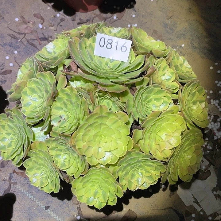 多肉植物法师816雨荷轮回