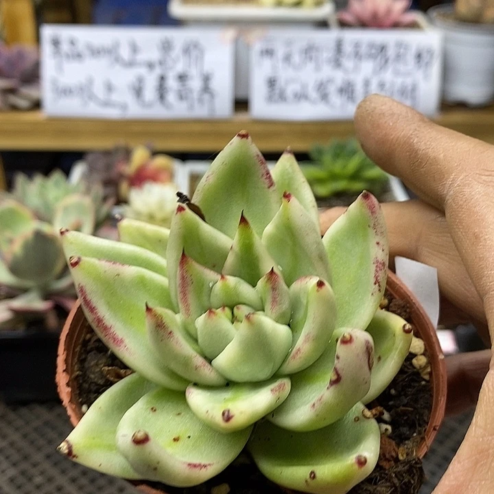 01178 艾克魂宽锦