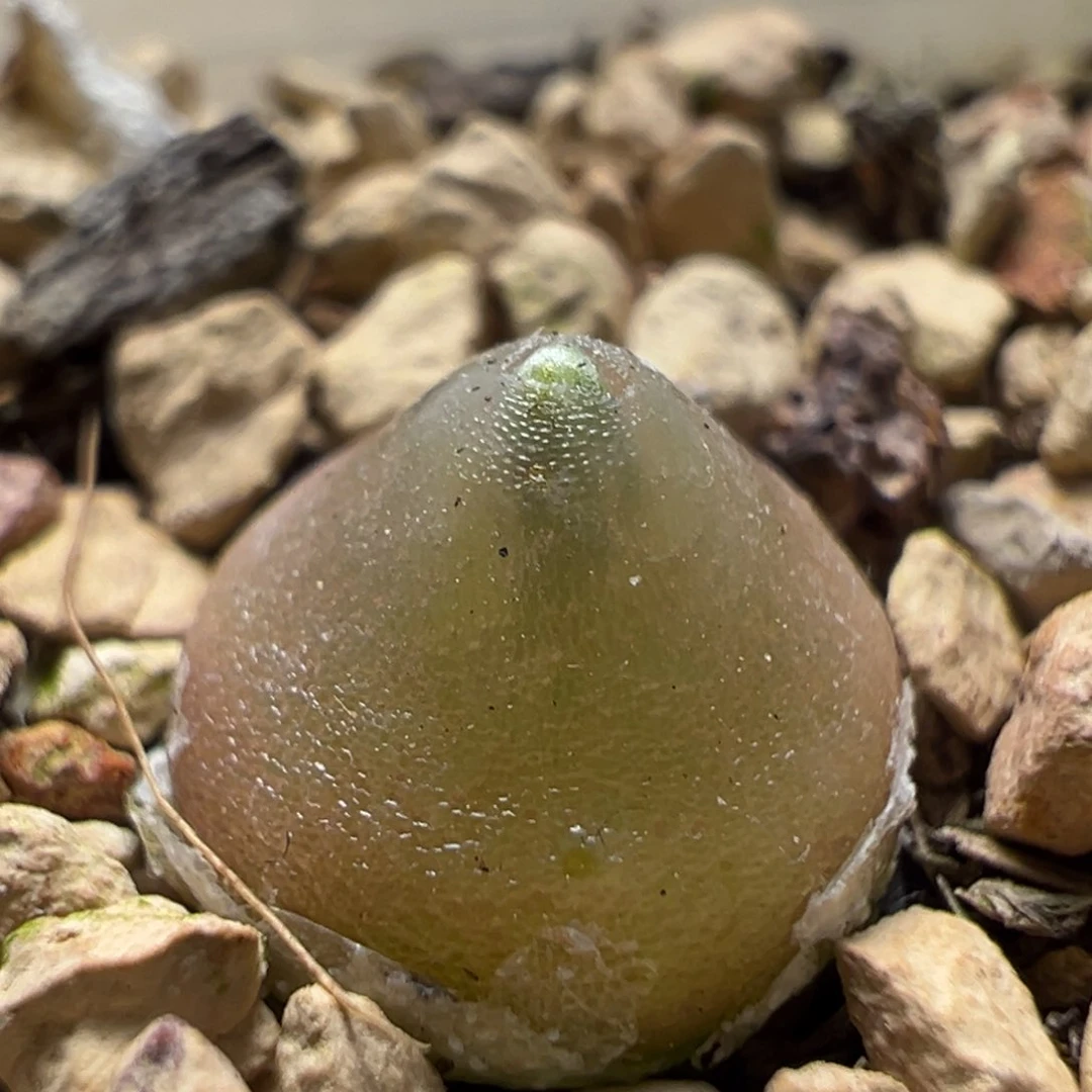 哈莫灯泡母本一物一拍