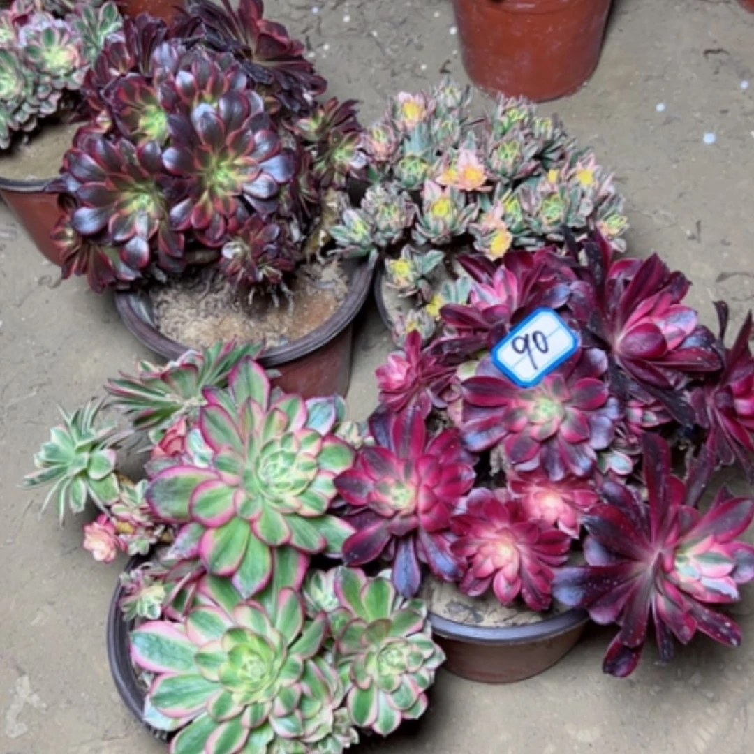 【闪购商品】✺****✺多肉植物砍过不售后90