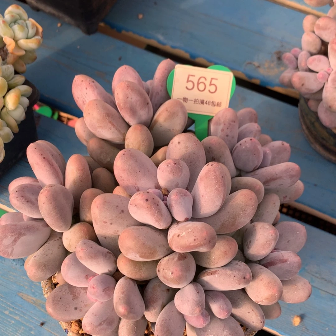 米可奶无砍平头捧花565