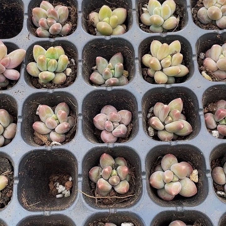 小咖啡豆1元带土发货