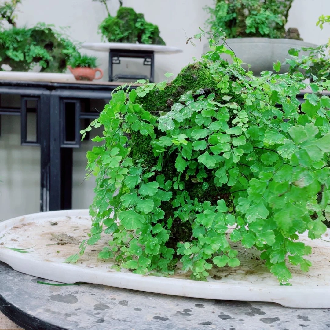 无铅玻璃泰*了铁线蕨等植物的生长发育