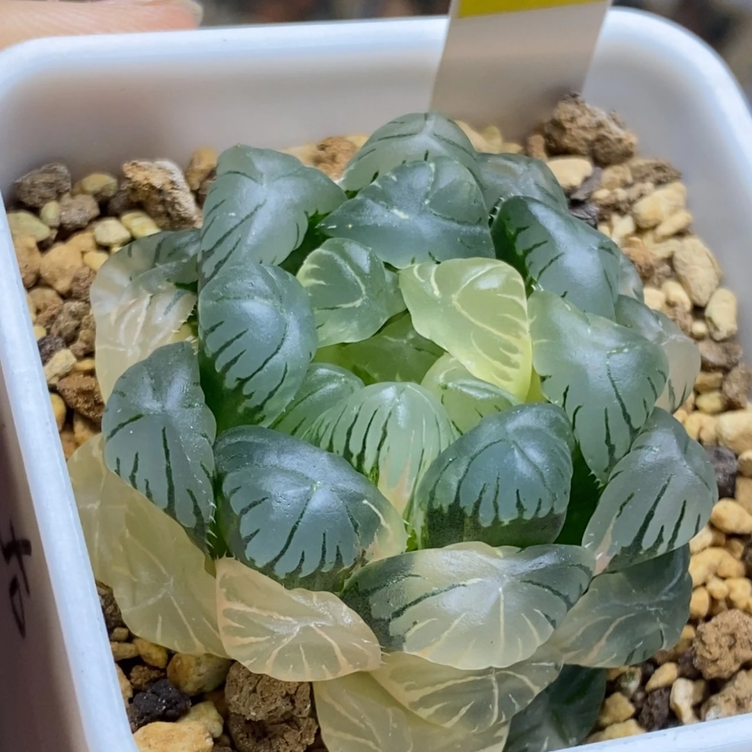 625号实生玉露锦湖水