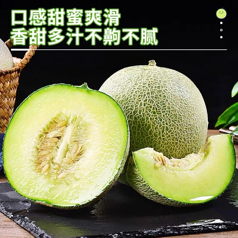 (中大果)8斤正宗网纹蜜瓜新鲜超甜农家自种水果冰淇淋口感奶香