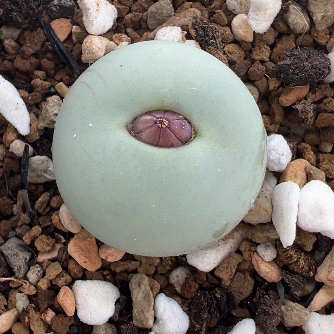 851多肉植物种类多样