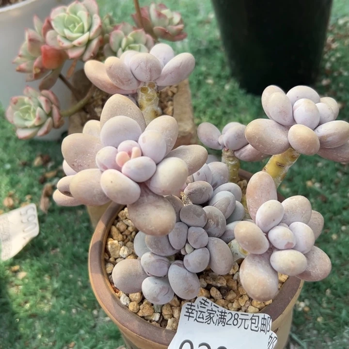 幸运儿是一位非常优秀