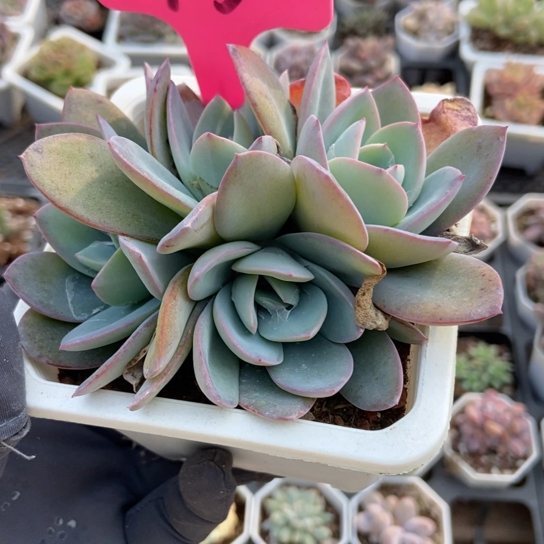 73布鲁蓝多肉植物