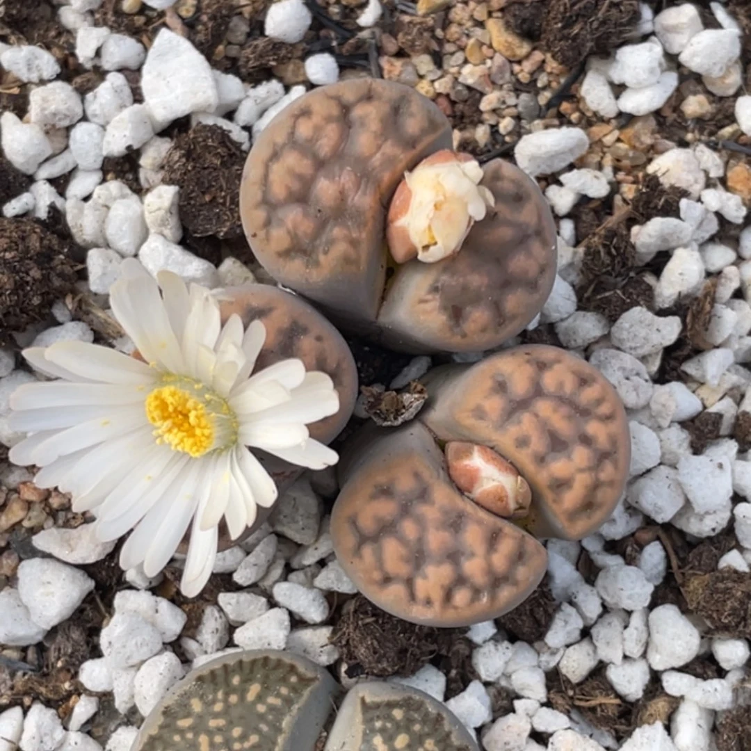 非偏远满20包邮404