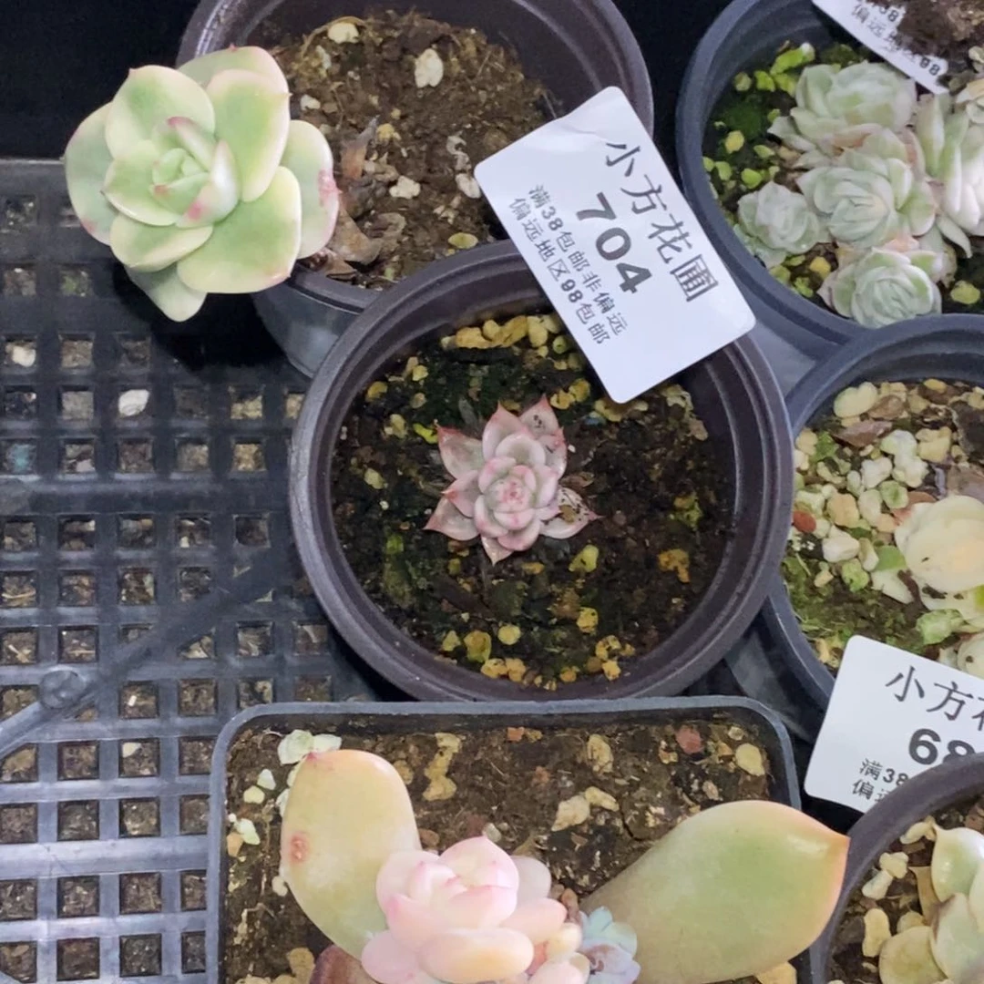 火****吧704蜡牡丹蝴蝶飞梦露