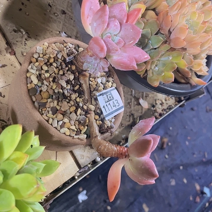 奥普11143多肉植物