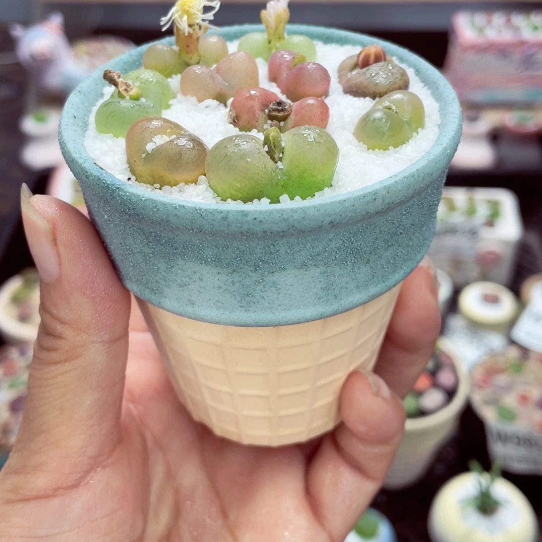 w9876 带盆土发货一物一拍