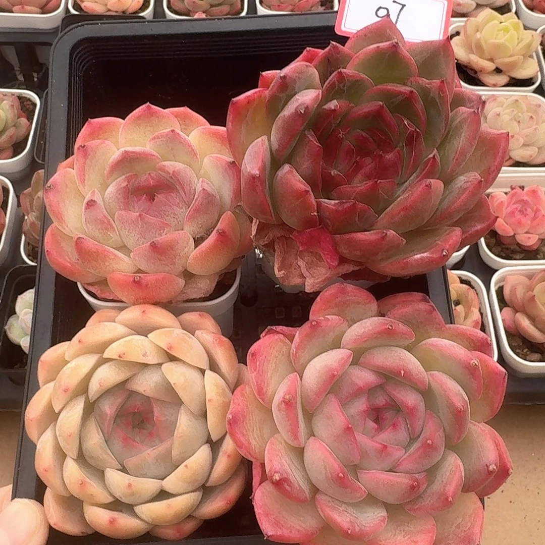 07糖心珍妮一物一拍